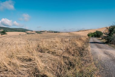 Beautiful view of Tuscany landscape and landmarks. Grapes fields and olive oil. From Montalcino to Montepulciano to Siena. Summer in Italy
