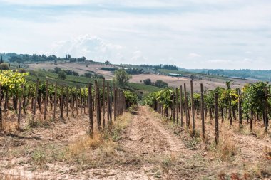 Beautiful view of Tuscany landscape and landmarks. Grapes fields and olive oil. From Montalcino to Montepulciano to Siena. Summer in Italy