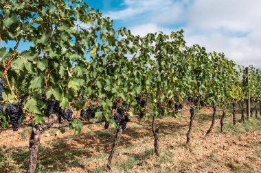 Beautiful view of Tuscany landscape and landmarks. Grapes fields and olive oil. From Montalcino to Montepulciano to Siena. Summer in Italy