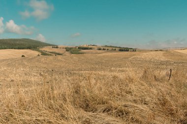 Beautiful view of Tuscany landscape and landmarks. Grapes fields and olive oil. From Montalcino to Montepulciano to Siena. Summer in Italy