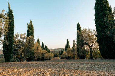 Toskana 'nın güzel manzarası. Brunello di Montalcino şarap arsaları Castello di Velona 'dan. Montalcino yakınlarındaki yaz manzarası ve simgeleri.