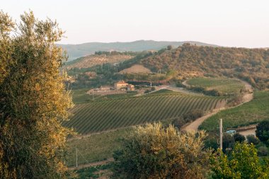 Toskana 'nın güzel manzarası. Brunello di Montalcino şarap arsaları Castello di Velona 'dan. Montalcino yakınlarındaki yaz manzarası ve simgeleri.