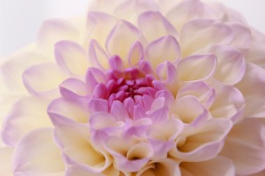 Dahlia, Yıldızçiçekleri, çiçekler