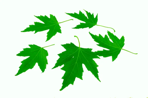 Листья клена, листья клена, зеленые листья — стоковое фото