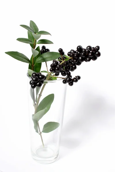 Branch with black berries in vase — Stock Photo, Image