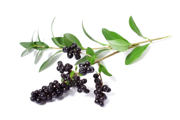 Branch with black berries — Stock Photo, Image