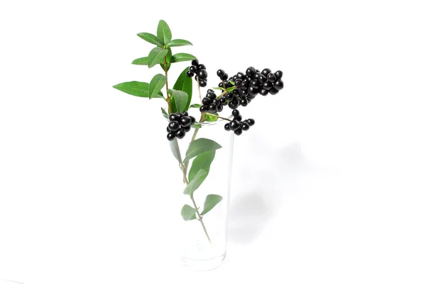 Branch with black berries — Stock Photo, Image
