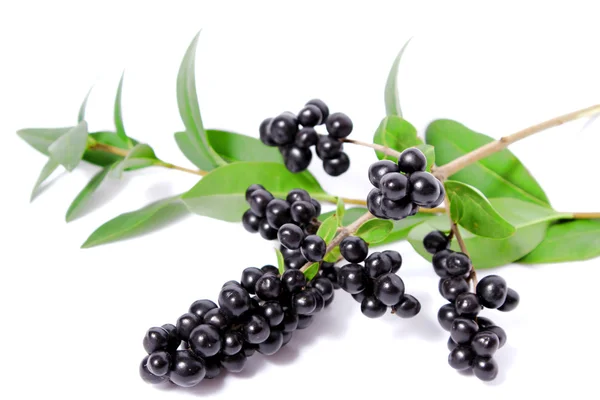 Branch with black berries — Stock Photo, Image