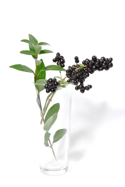 Branch with black berries — Stock Photo, Image