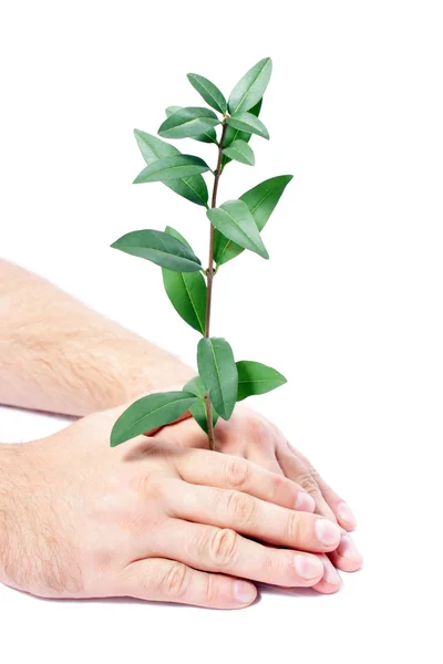 Man's hands and branch with green leaves — Stock Photo, Image