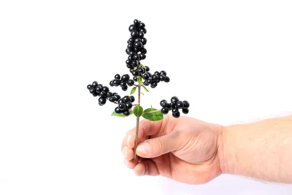 Hand holds a branch of black berries — Stock Photo, Image