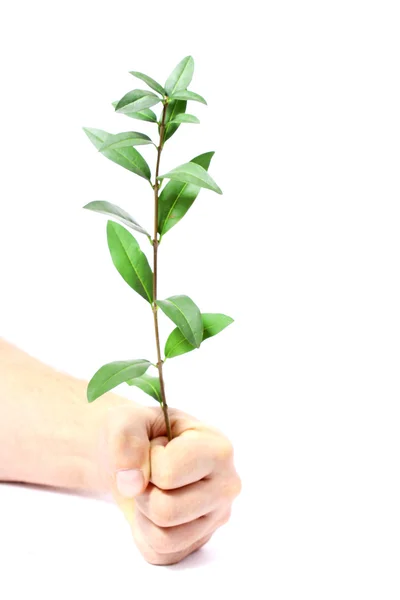 Mannens händer och gren med blad — Stockfoto