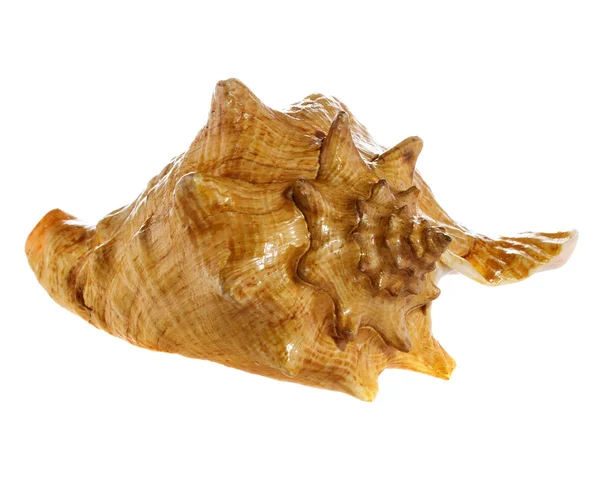 Deniz kabuğu makro — Stok fotoğraf