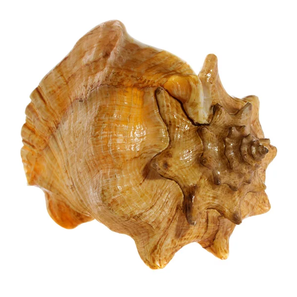 Deniz kabuğu makro — Stok fotoğraf