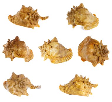 Beyaz arkaplanda deniz kabuğu makrosu izole edildi,