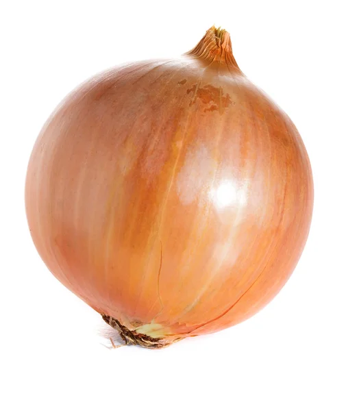 Ripe onion on a white background isolated — Stock Photo, Image