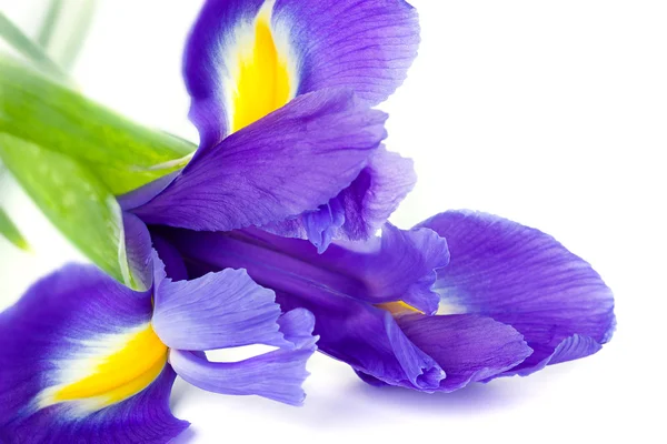 Синяя радужка или голубой цветок, выделенный на белом фоне — стоковое фото