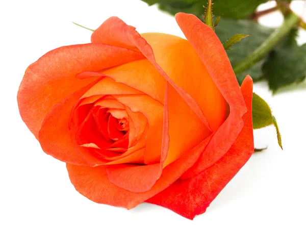 Rose — Stock Photo, Image