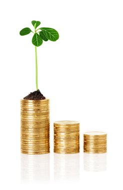 sikke, yeni bir hayat çimlenme bitki Filiz