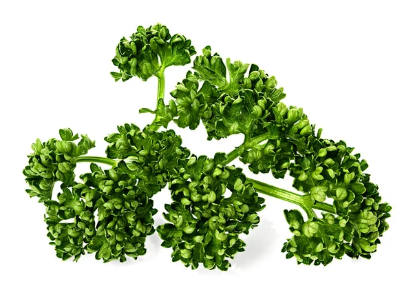 緑のカーリー パセリ — ストック写真