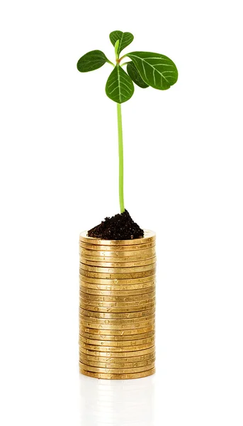 Sprout plant sprouting from coins, new life — Stock Photo, Image