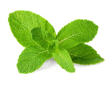 Fresh mint  isolated on white clipart