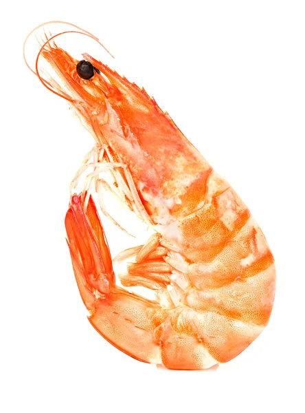 Crevettes fraîches — Photo