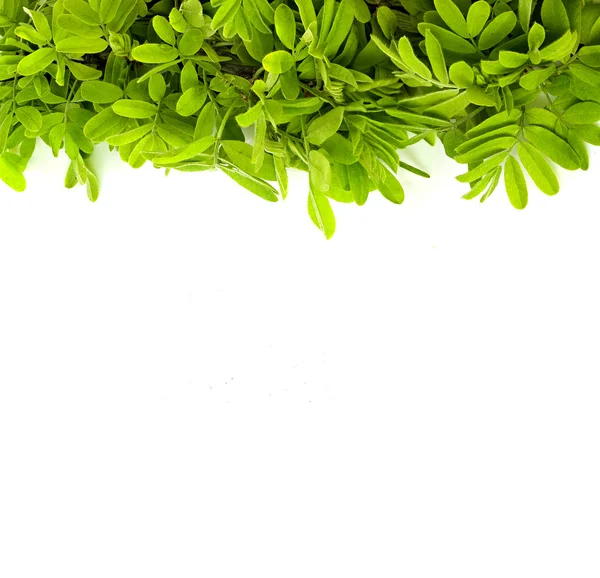 Green leaves frame isolated on white — Stock Photo, Image