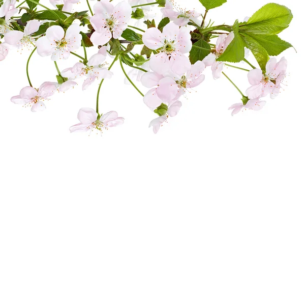 Apple pink flowers branch — Stock Photo, Image