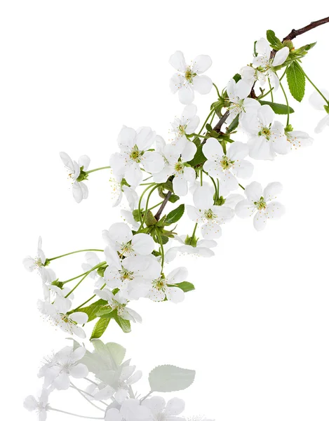 Apple flowers branch on a white background — Stock Photo, Image