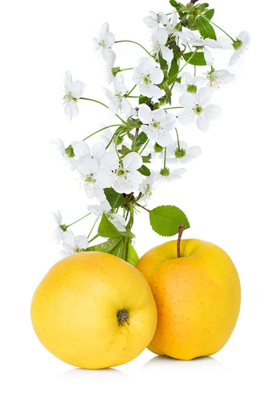 Apple och apple blossom, blommor gren isolerade — Stockfoto