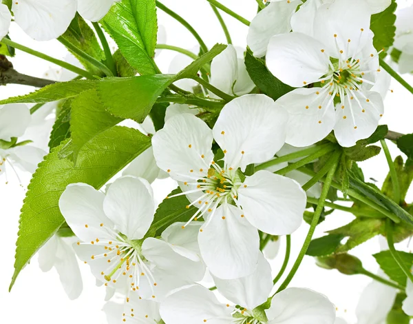 Apfelblüten Zweig auf weißem Hintergrund — Stockfoto