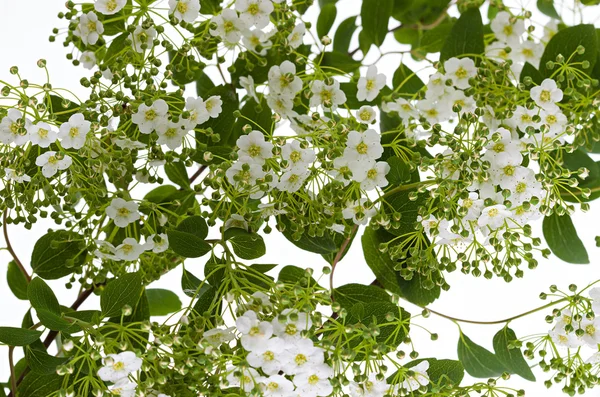 Rama con flores, fondo —  Fotos de Stock