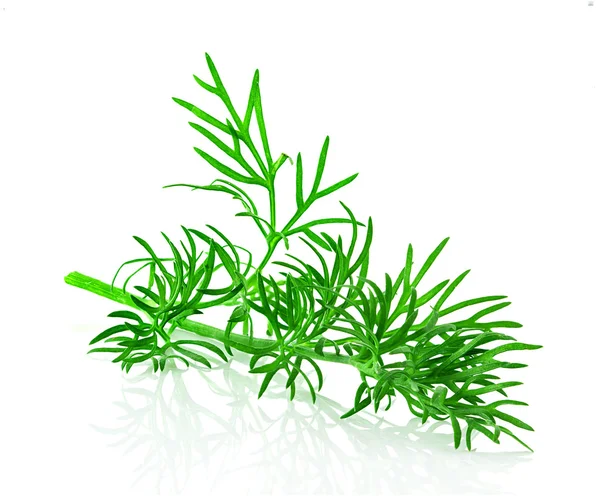 Dill herb leaf isolated — Stock Photo, Image