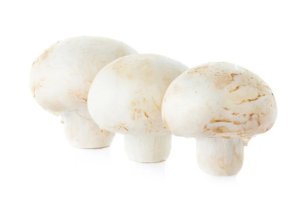 Funghi champignons — Foto Stock