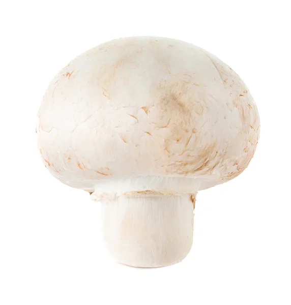 Funghi champignons — Foto Stock