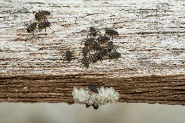 Yeni doğmuş uğur böceği larvaları yumurta demetlerinin etrafını keşfediyor.