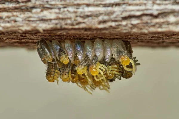 Larvas Mariquitas Recién Nacidas Sus Crisálidas — Foto de Stock
