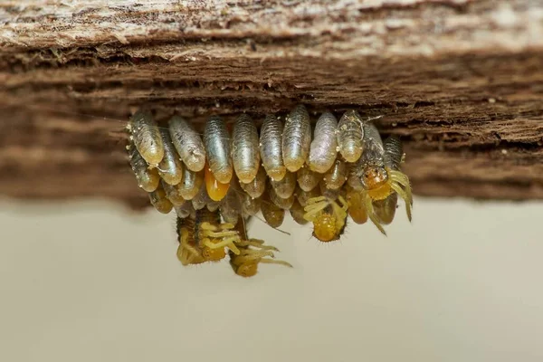 Larvas Mariquitas Que Emergen Sus Crisálidas — Foto de Stock