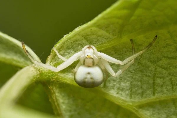 Araignée Crabe Femelle Blanche Qui Attend Envers Sous Une Feuille — Photo