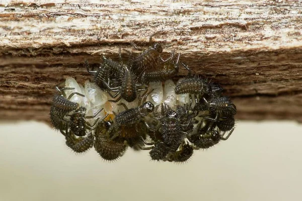 Larvas Recién Nacidas Mariquitas Hurgando Alrededor Del Embrague — Foto de Stock