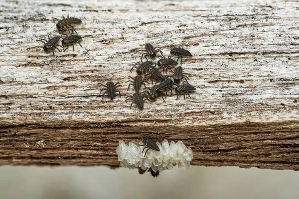 Larvas Mariquitas Recién Nacidas Explorando Área Alrededor Nidada Huevos — Foto de Stock