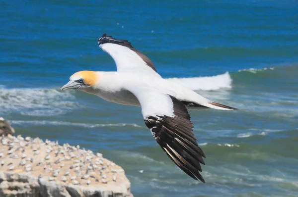 Flygande gannet — Stockfoto