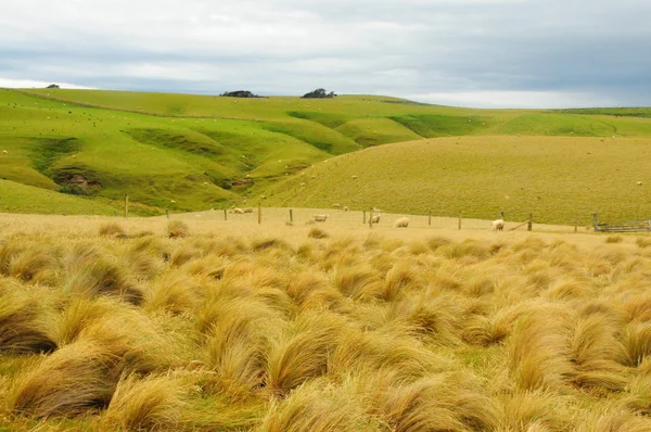 Yeni Zelanda tussock