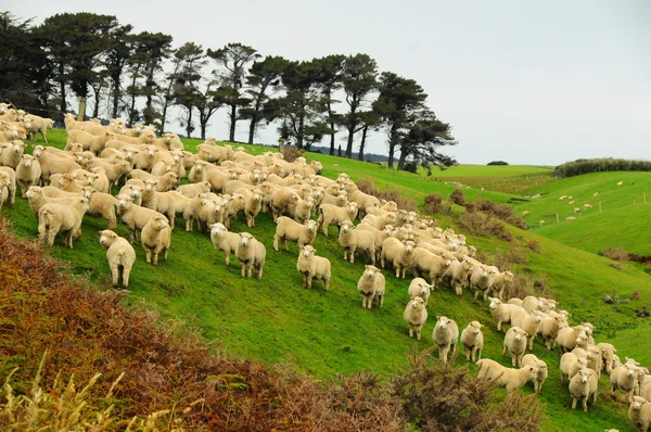 New Zealand sheep — Stock Photo, Image