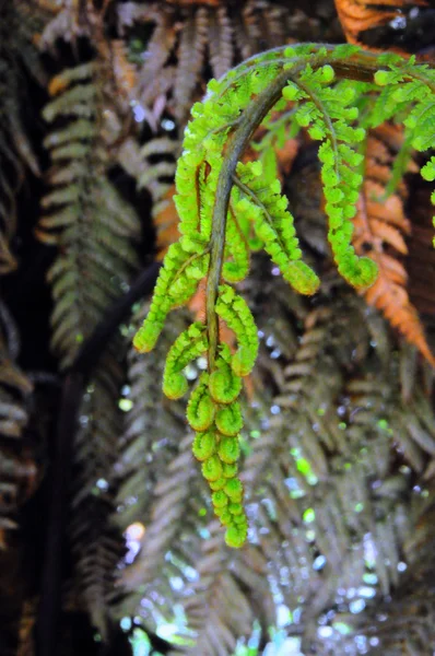 New Zealand Bregne - Stock-foto