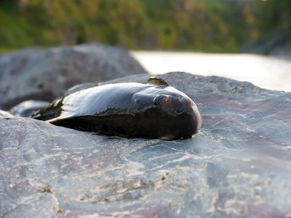 Grayling fish — Stock Photo, Image