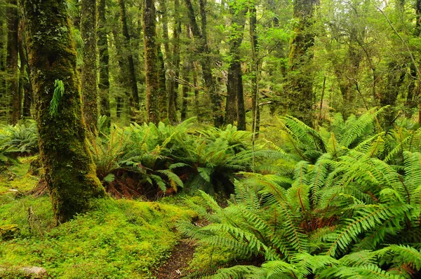 Regnskog — Stockfoto