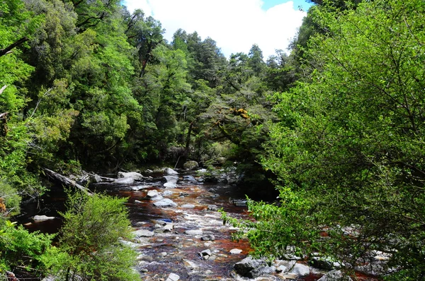 yağmur ormanlarında Nehri