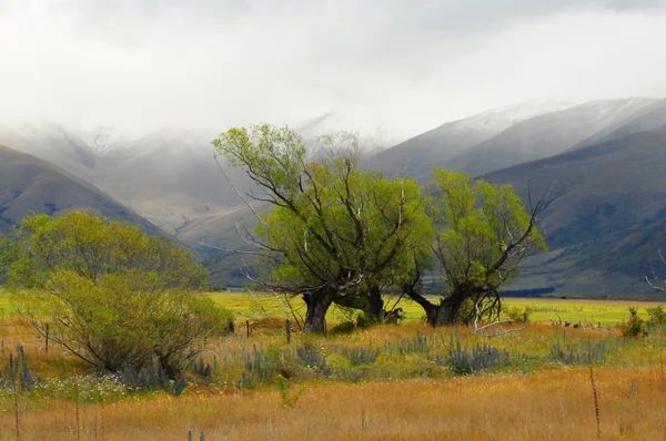 Yalnız ağaç dağ sırtına